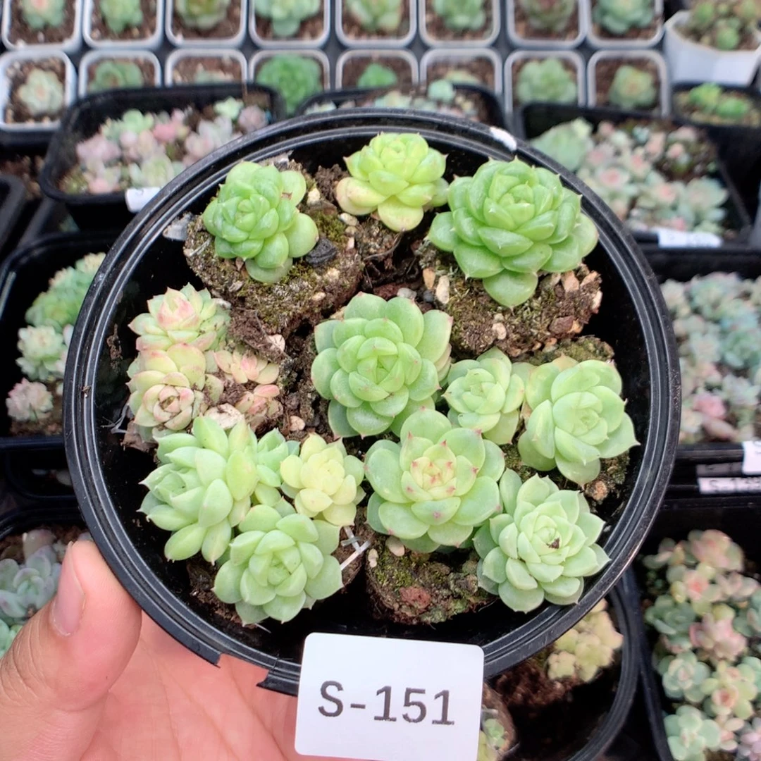 无花朵S151月英语英语