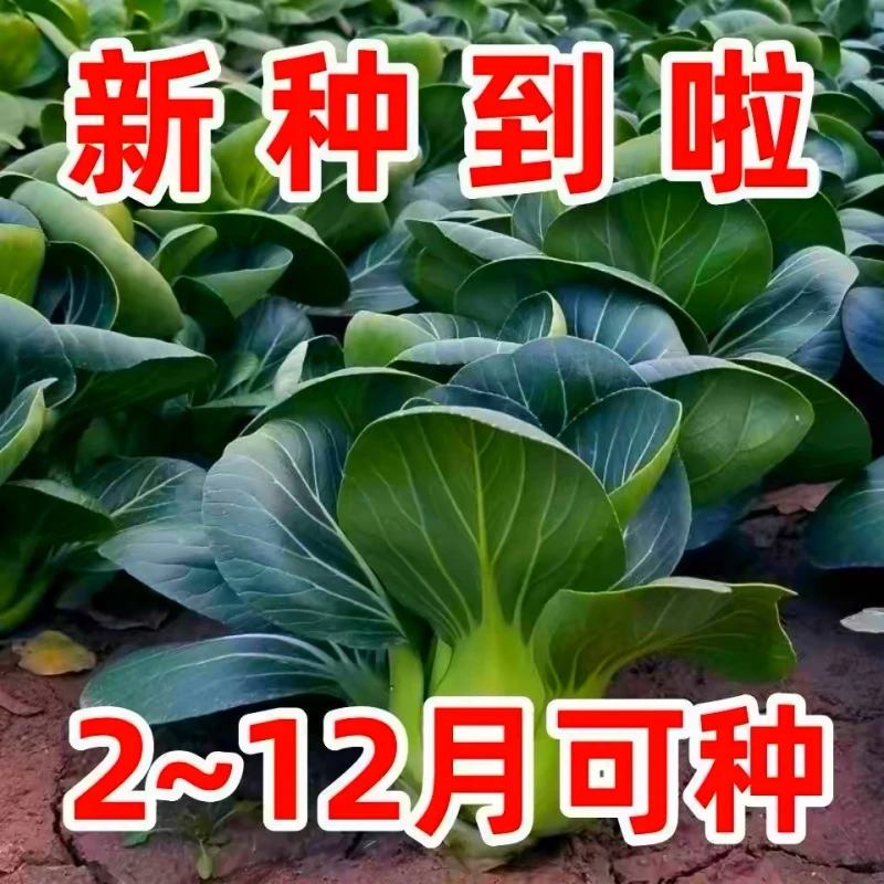 苏州青种子油菜种籽黑美人青梗菜菜籽大棵小青菜蔬菜孑上海青
