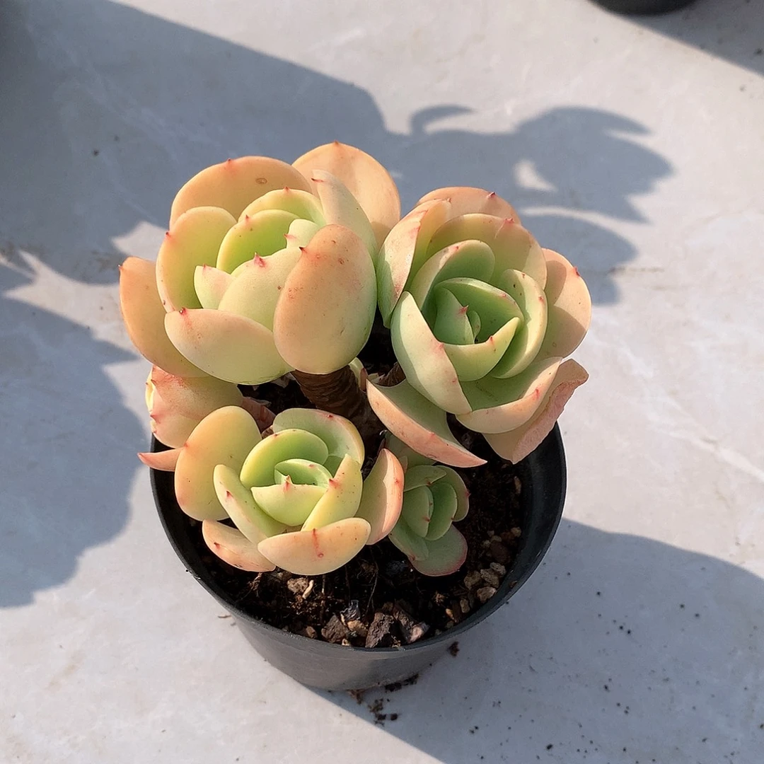 鸡蛋碧桃多肉植物