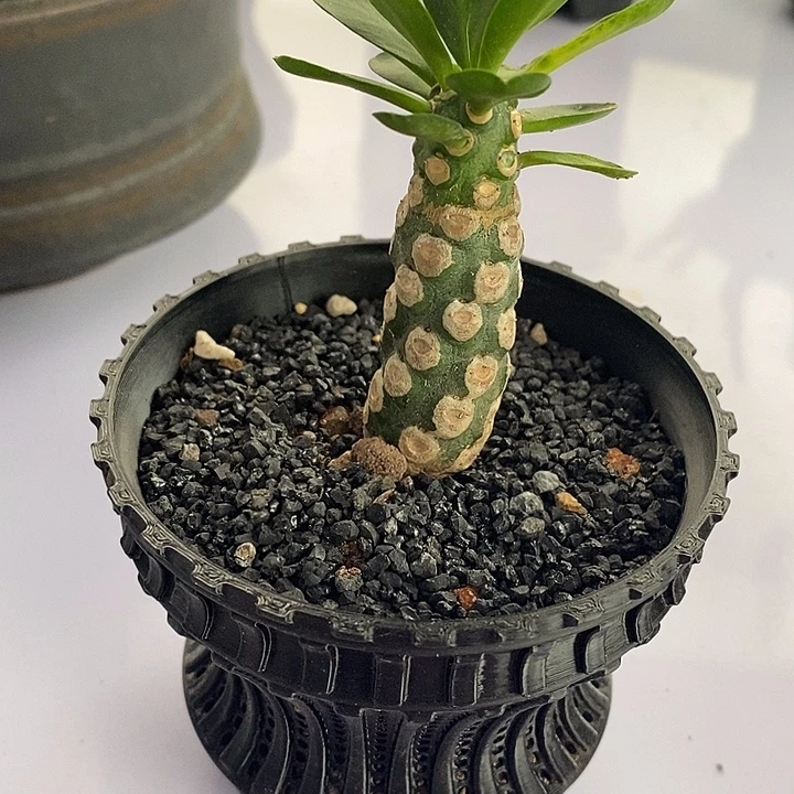 仙人球仙人球仙人球