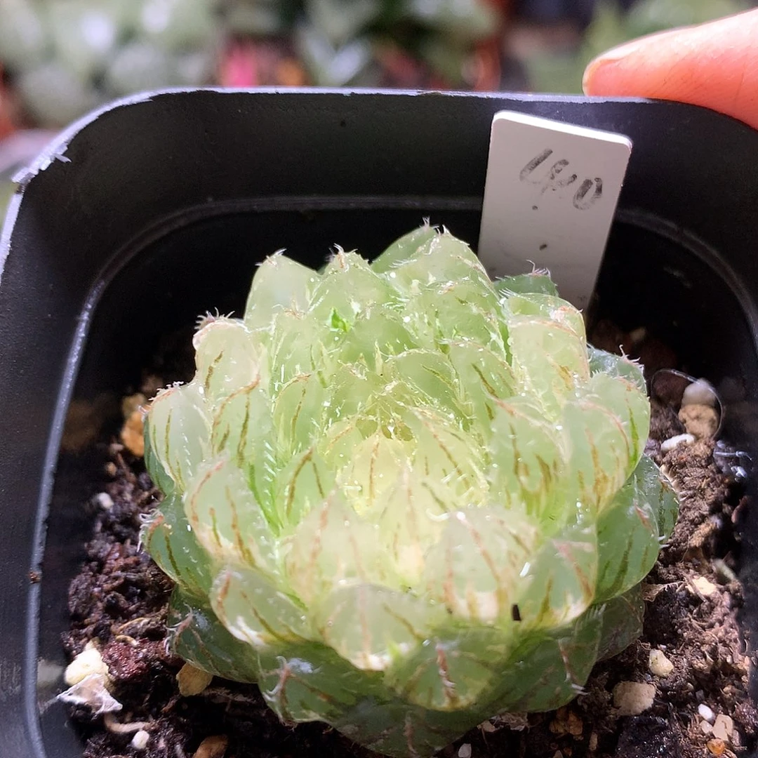 *****翠云玉露锦带盆土发货