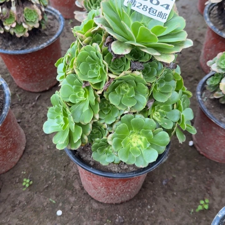 8504二号棚辛尼亚B