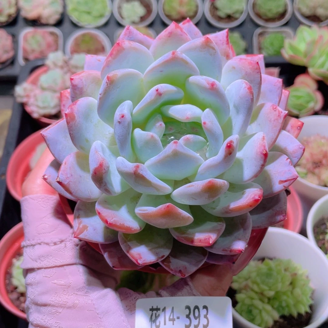 花利美14-393橙梦露