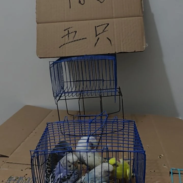 虎皮鹦鹉鹦鹉5只