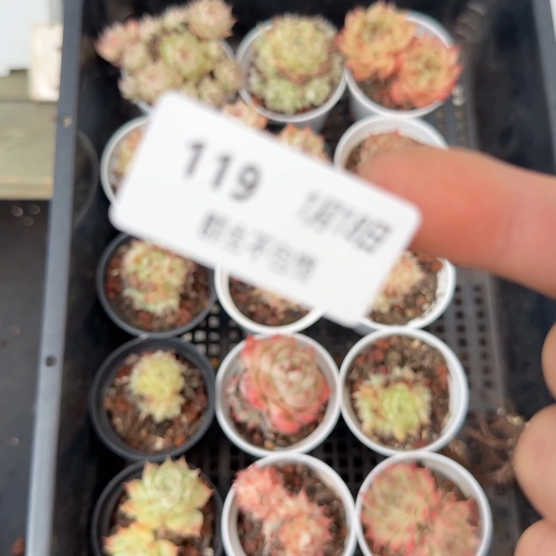 屿*框拍多肉0118-119