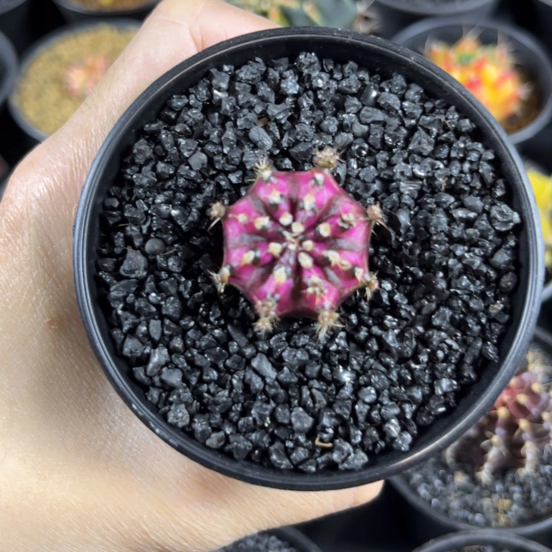 紫海神-^^^^^^——————