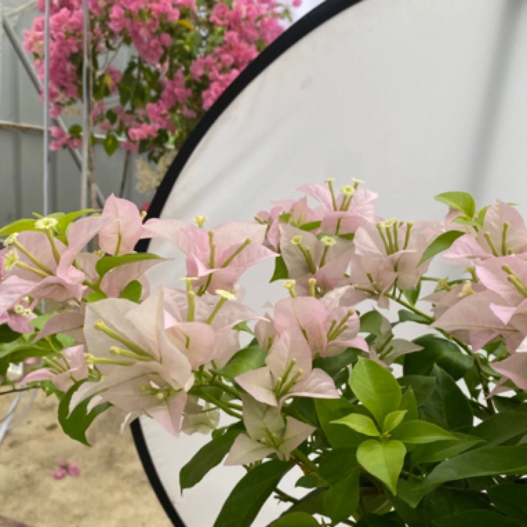 《粉天使》三角梅绿植大盆口轻微落花落叶属正常现象