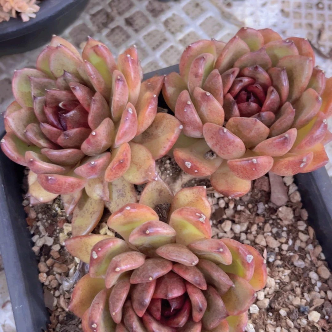 黑曼巴04176多肉植物