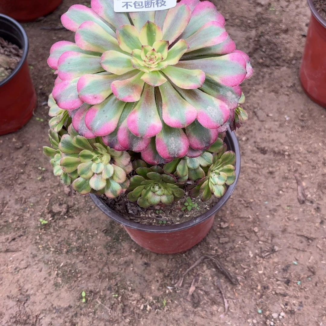 N. 998维纳斯多肉。babe