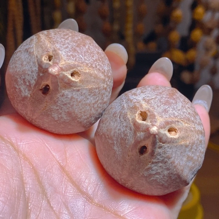 矮桩巨无霸红油大橄榄3948