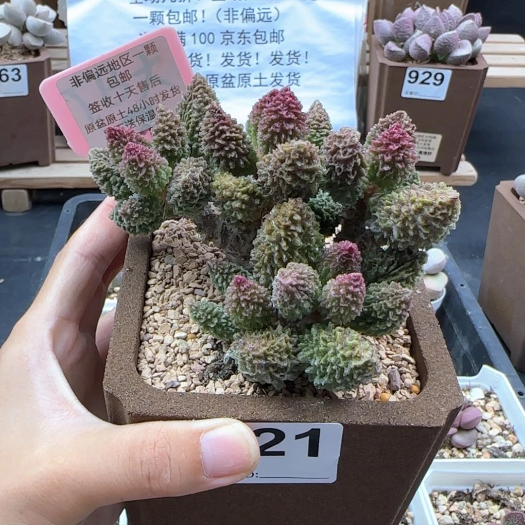 ?*笙921朱紫玉多肉植物