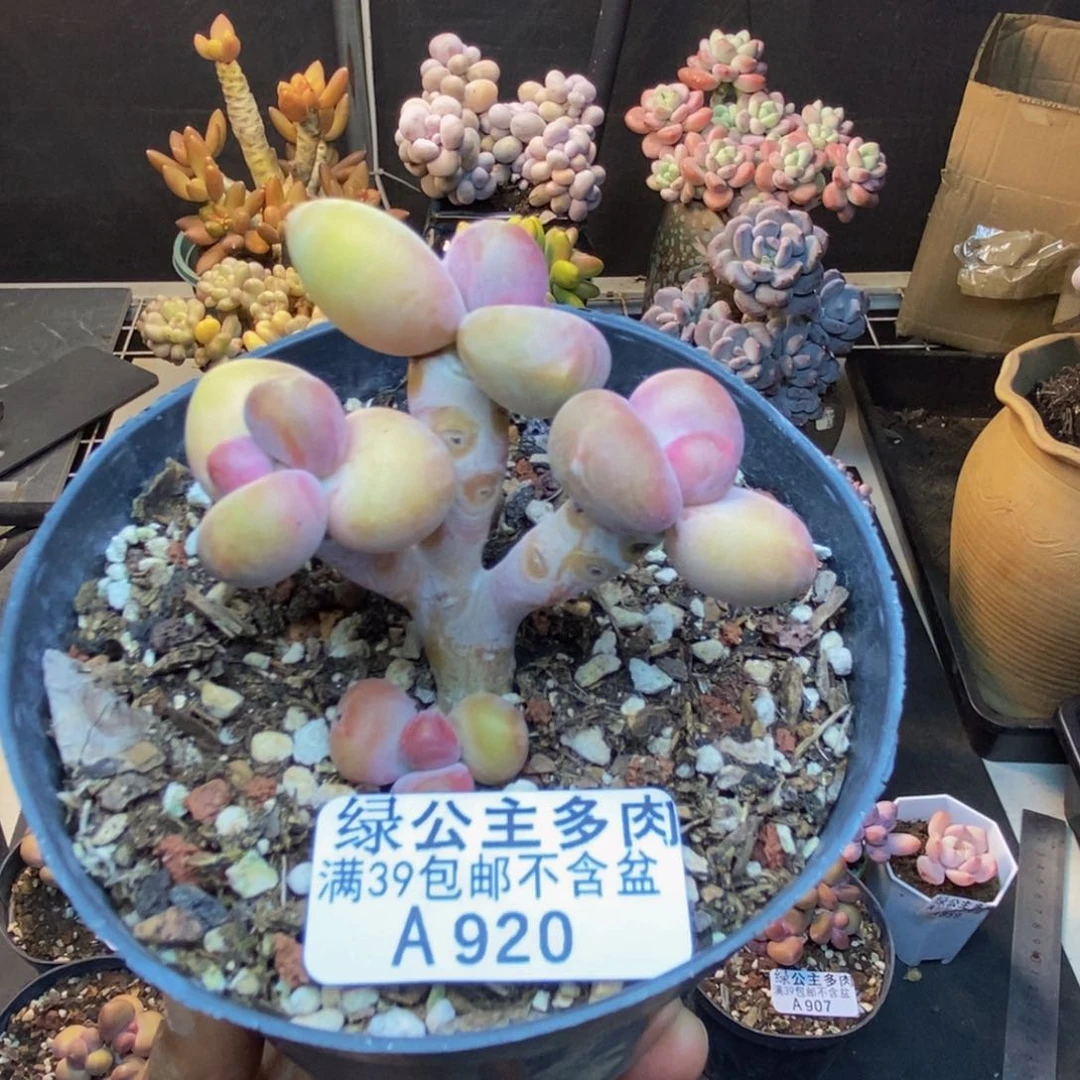 920芒果奶kk奶多肉6c m