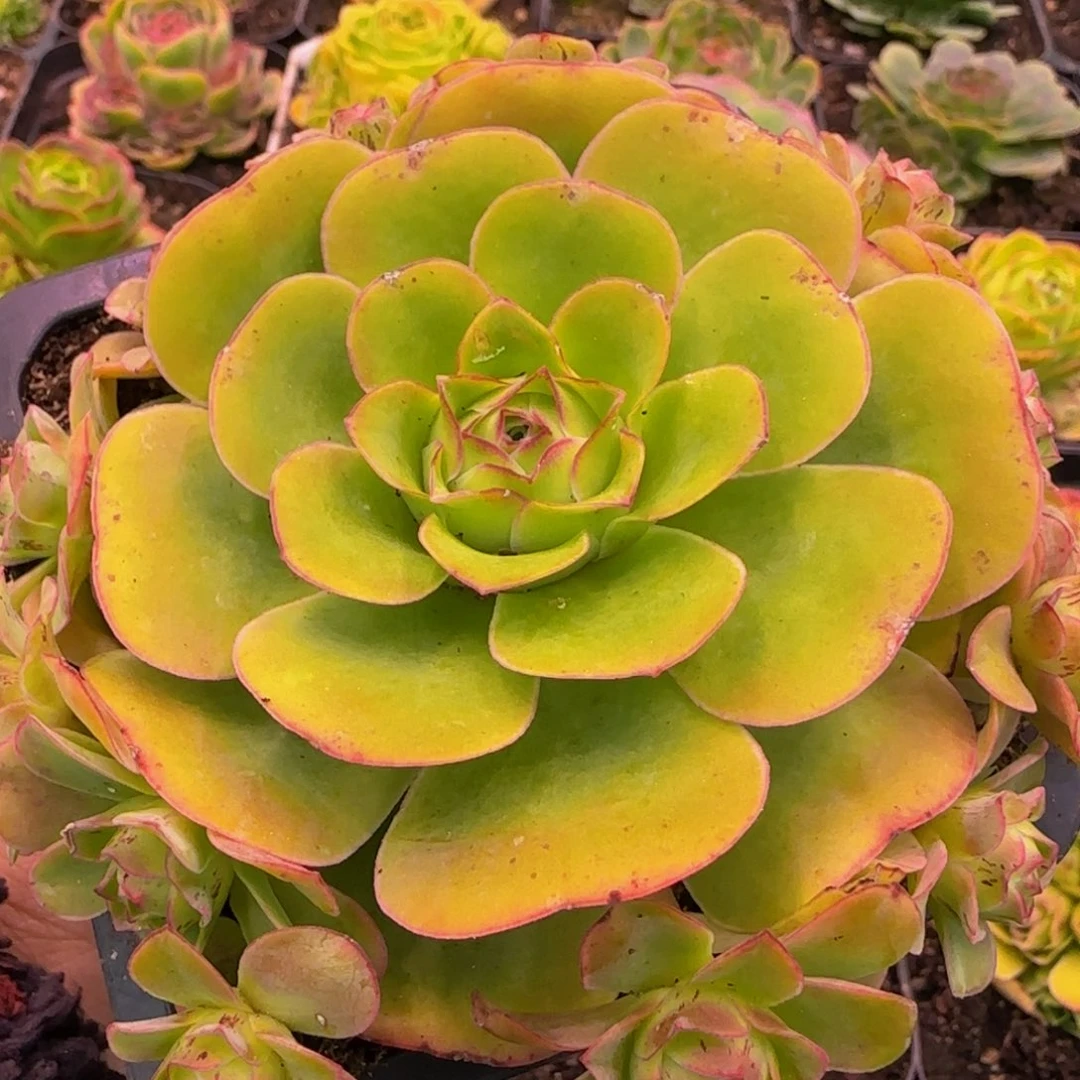 胧月捧花1343435686868686