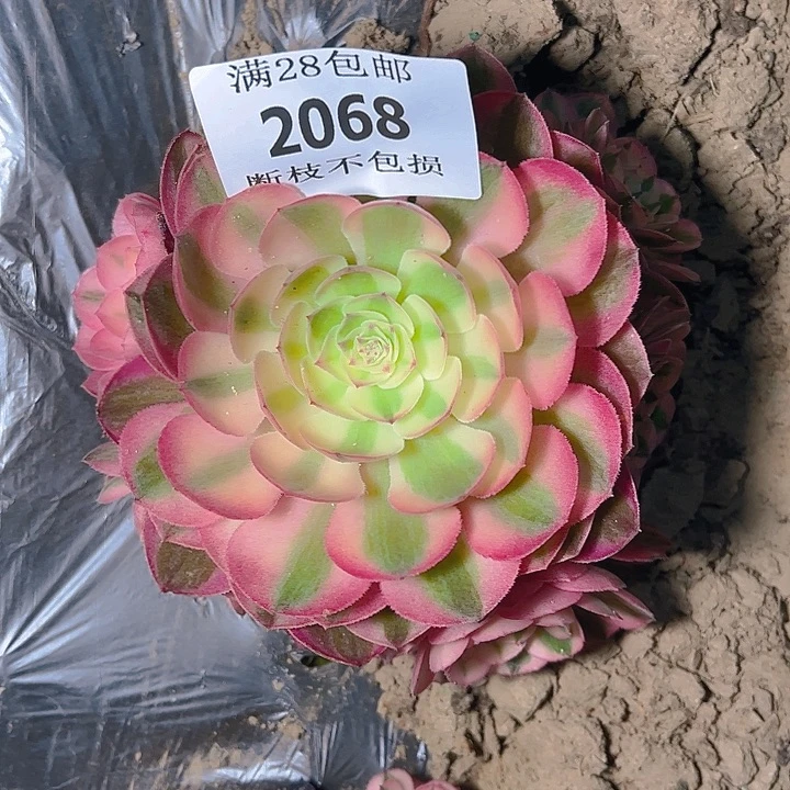 无花朵2068荔枝多肉植物2号