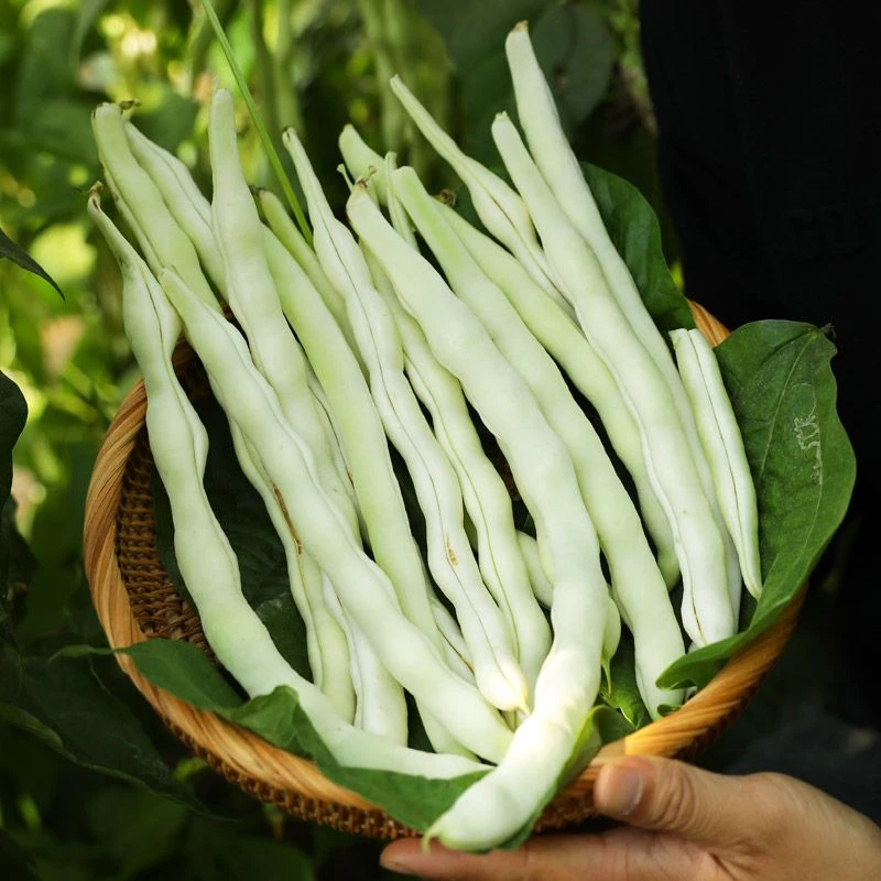 九粒白芸豆种子春秋豆摘不败白不老豆角种籽老来少豇豆种子孑高产