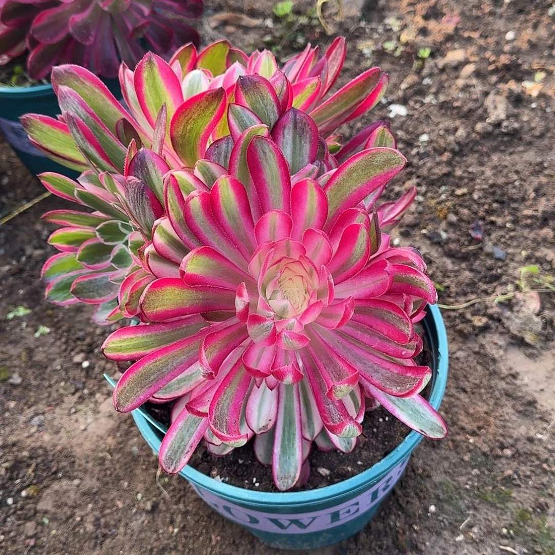 享**活多肉植物玉芙蓉4132