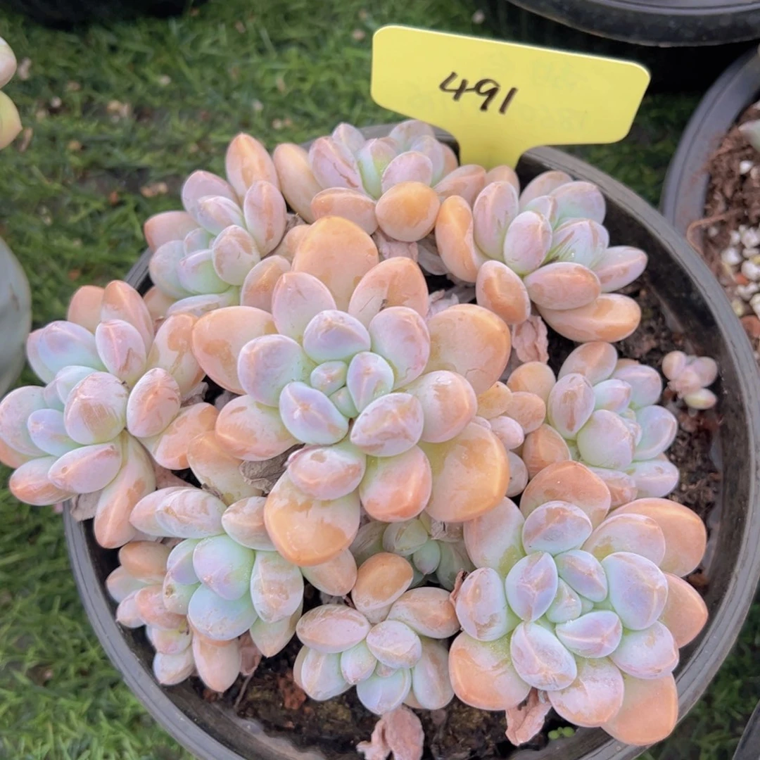 福利来啦打榜打榜打