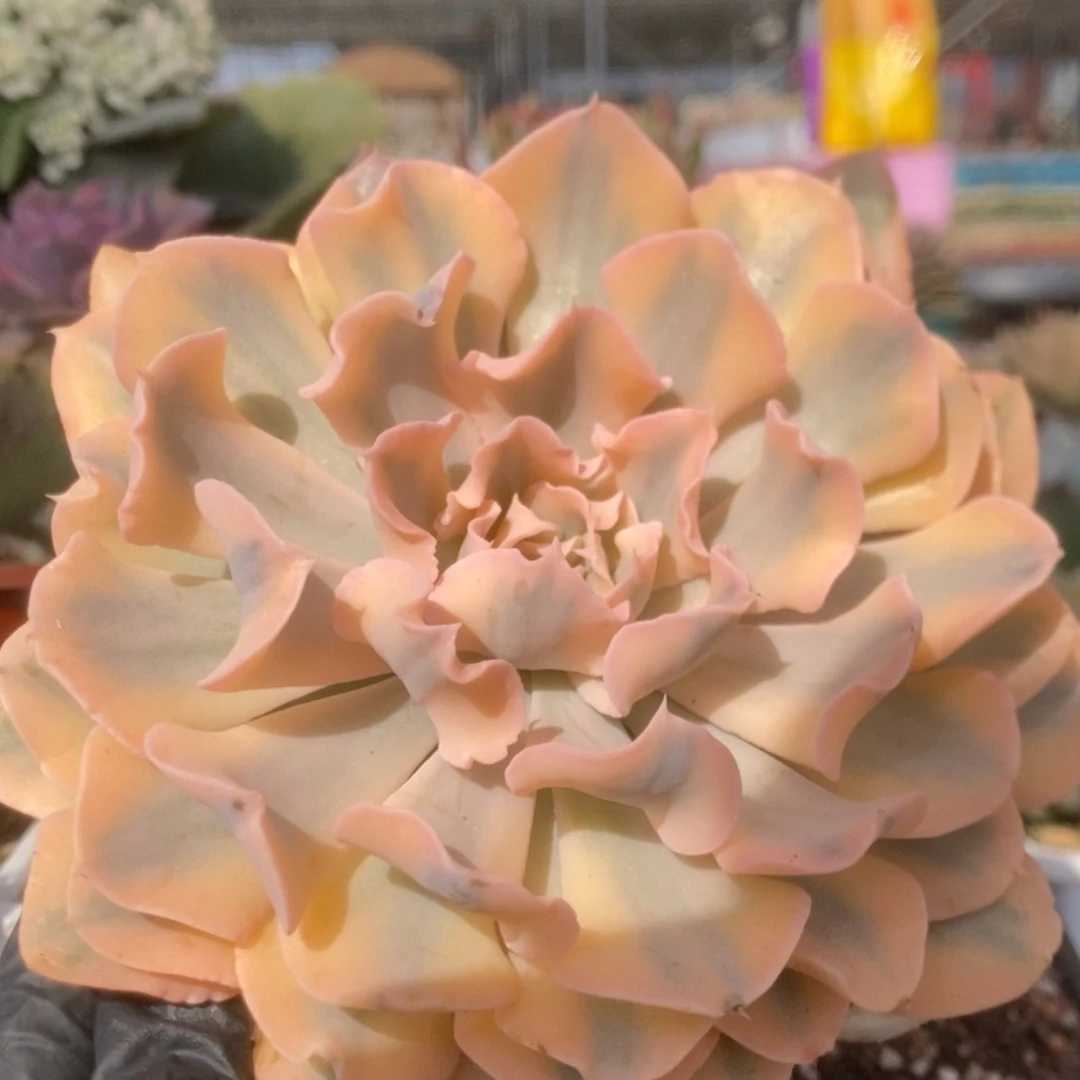 736利比里亚大尺寸锦锦锦