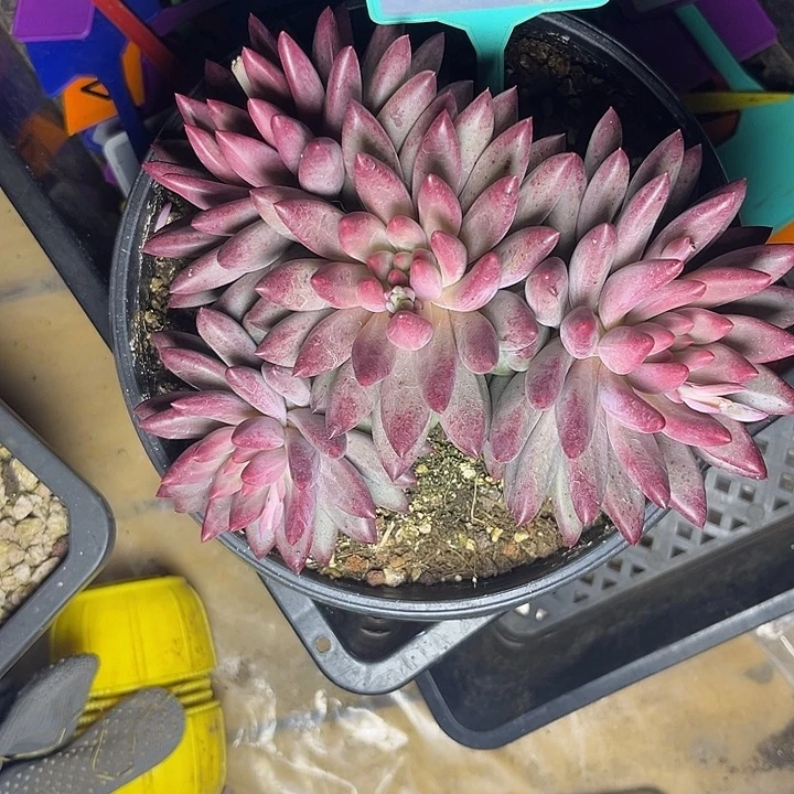 幸***心多肉植物胖体虞美人340