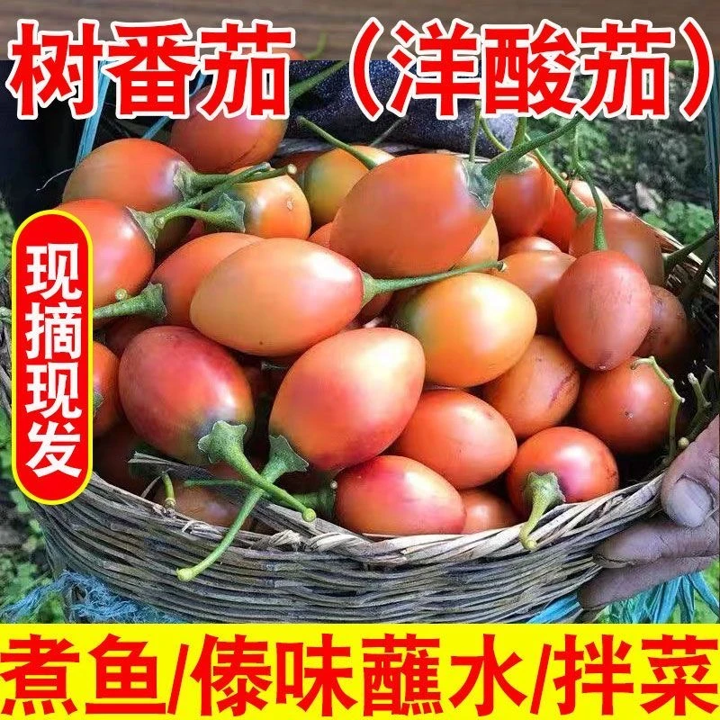 云南特产高山大树番茄洋酸茄洋鸡蛋缅茄时令新鲜果蔬傣味树蕃茄
