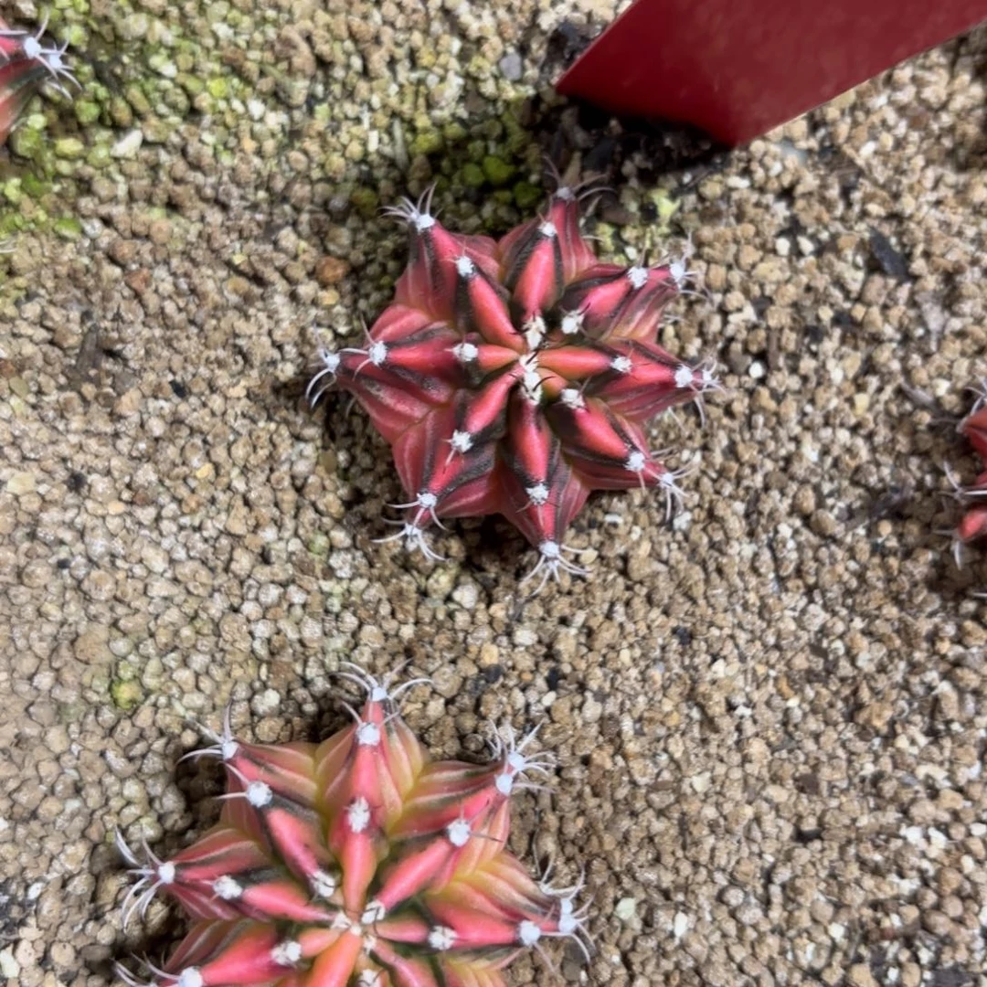 178-0103泰国发货多肉