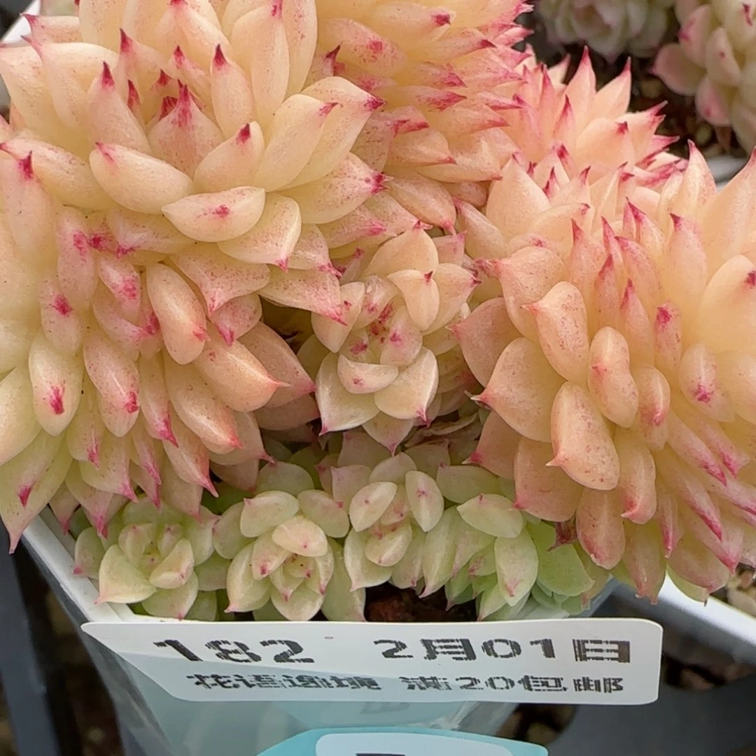 花语逸镜0201-182散