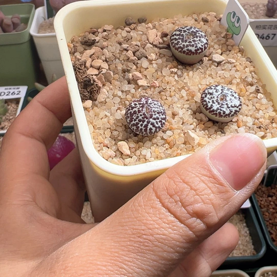 乐*憨265。青蛙优选603奶牛安贞