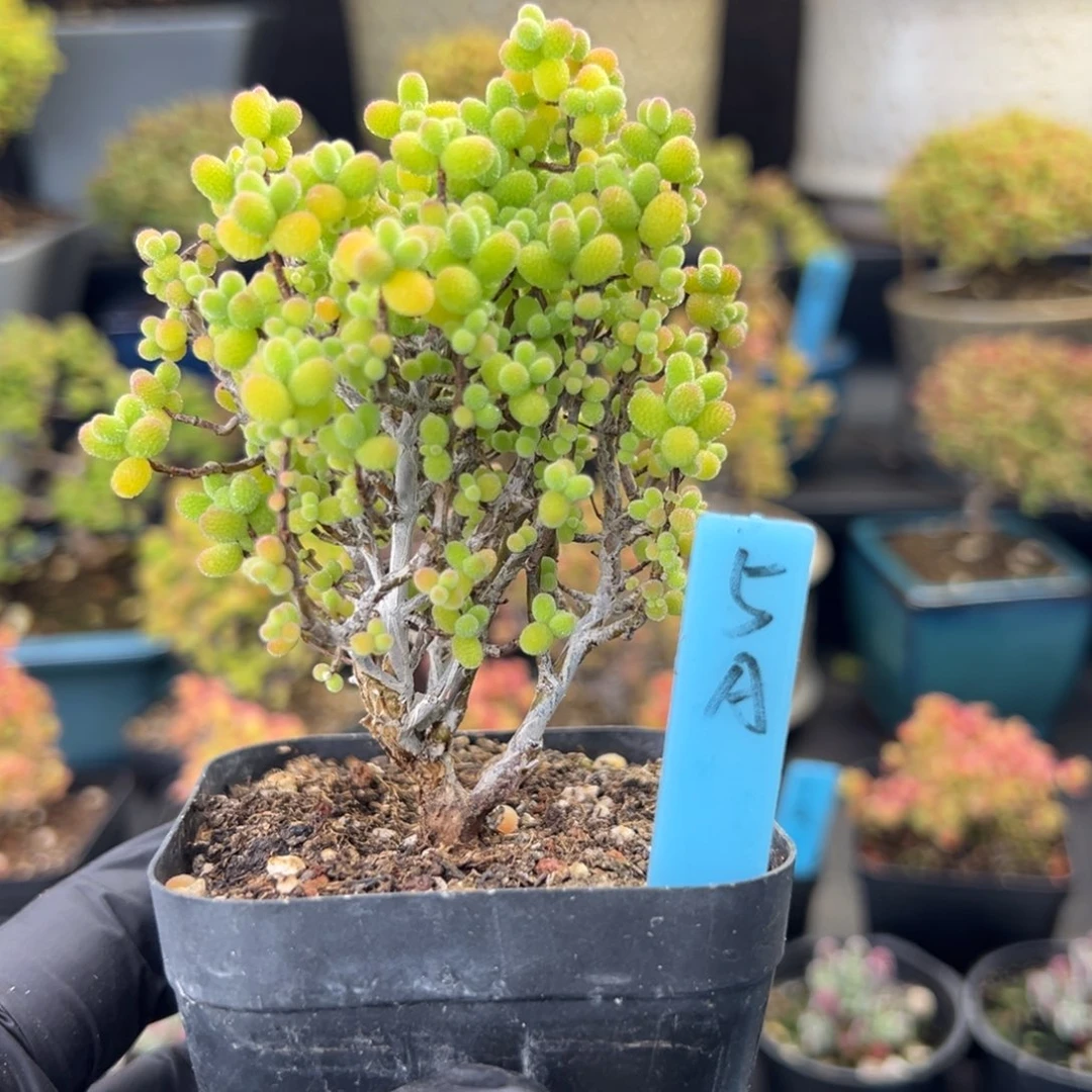 精控金桔糖球5号