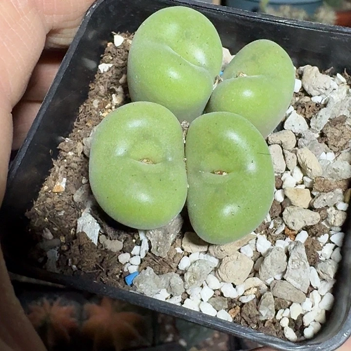 酒***子264空卡佛带盆发货实生