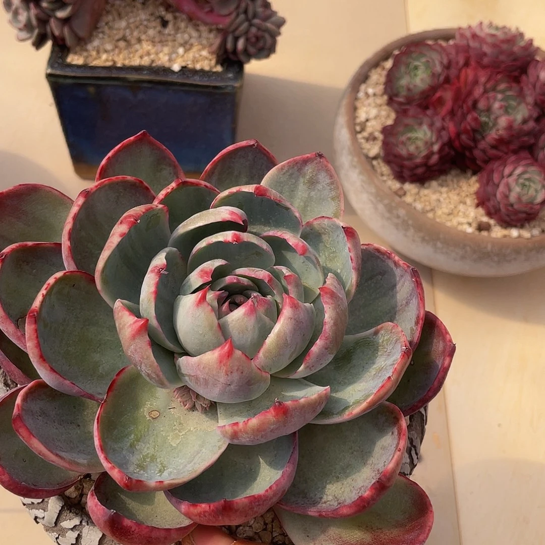 惊鸿多肉多肉多肉