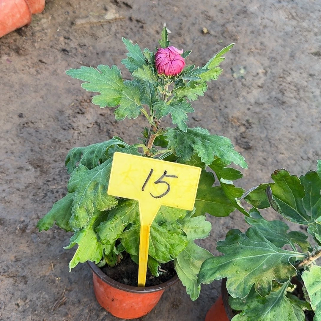 喵***喵大部分花苞少量开放15八十祝