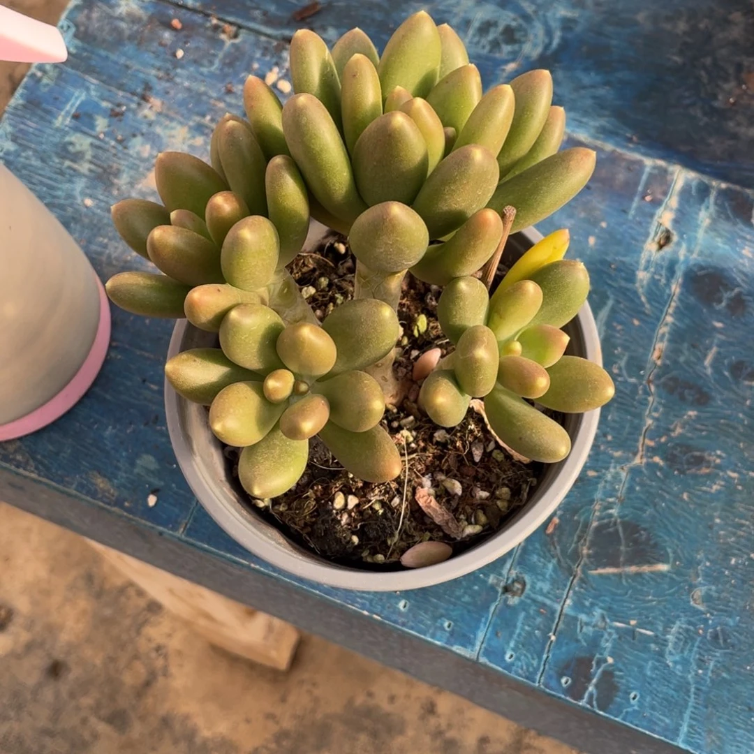 金蟾一物一拍中通快递