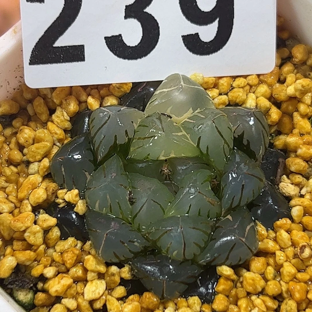 水印月锦十二卷多肉