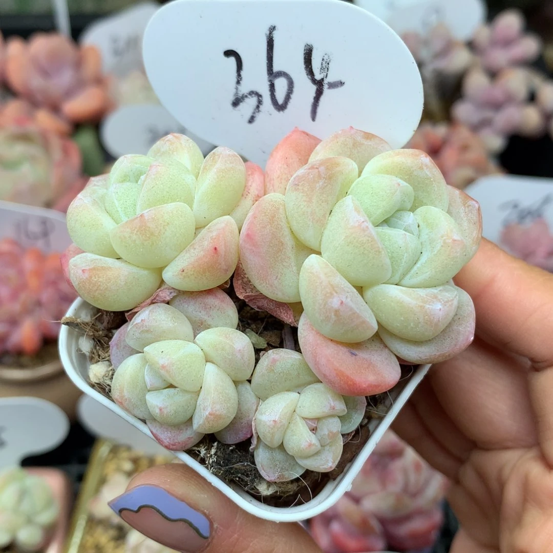 丸叶糖心冰玉364