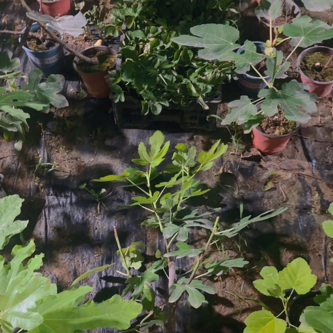 完全开放无花果原盆原土发货