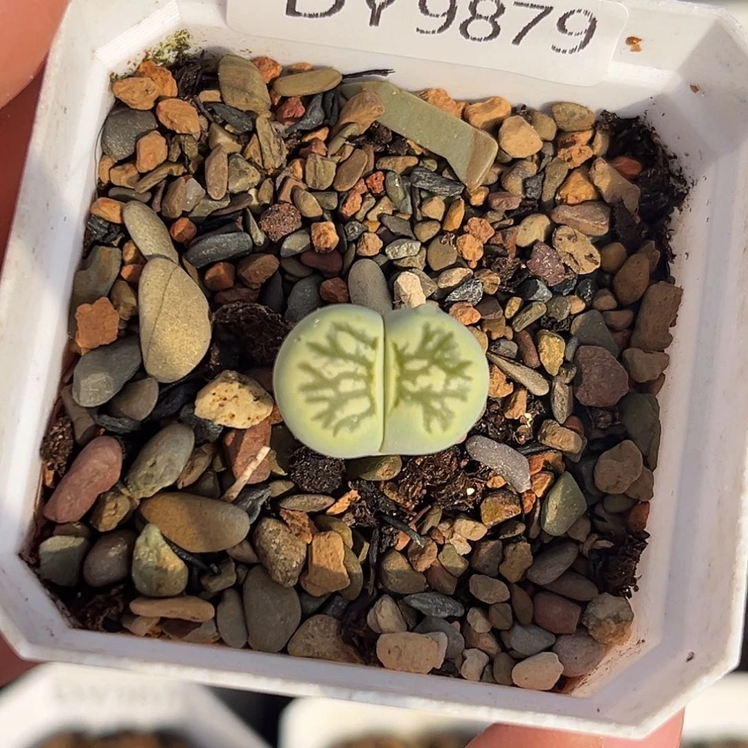 一物一拍绿菊9879化石