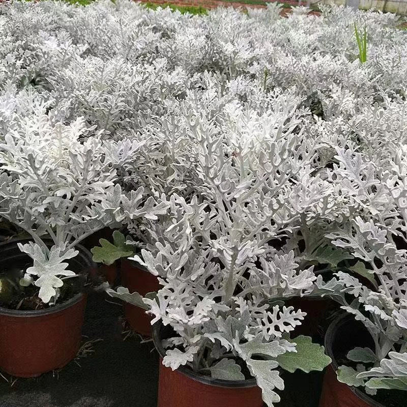 银叶菊盆栽多年生观叶观花耐寒耐热庭院景观植物