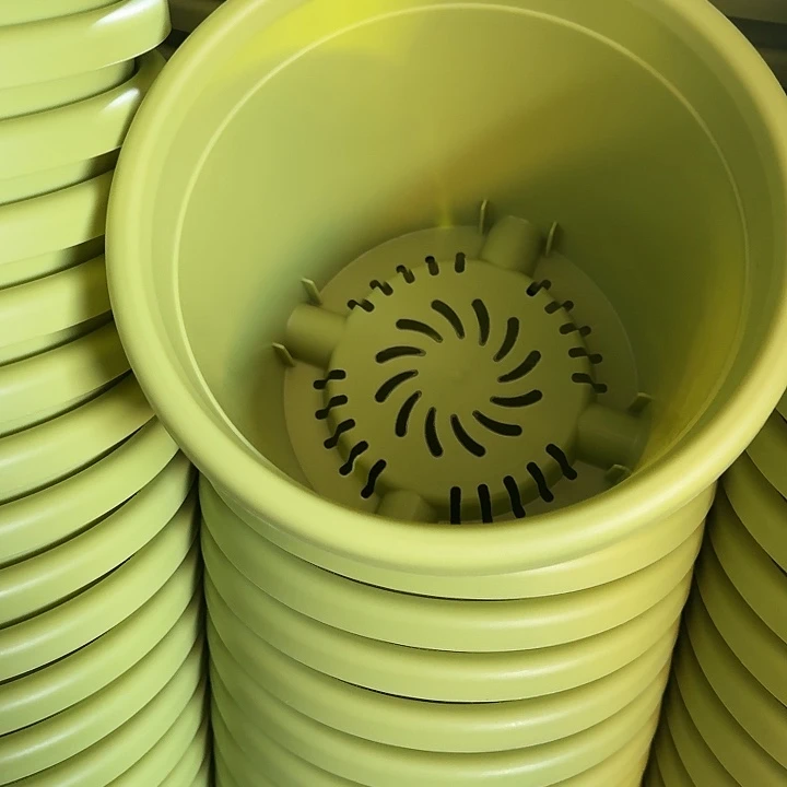 四季3号果绿无托10个特价