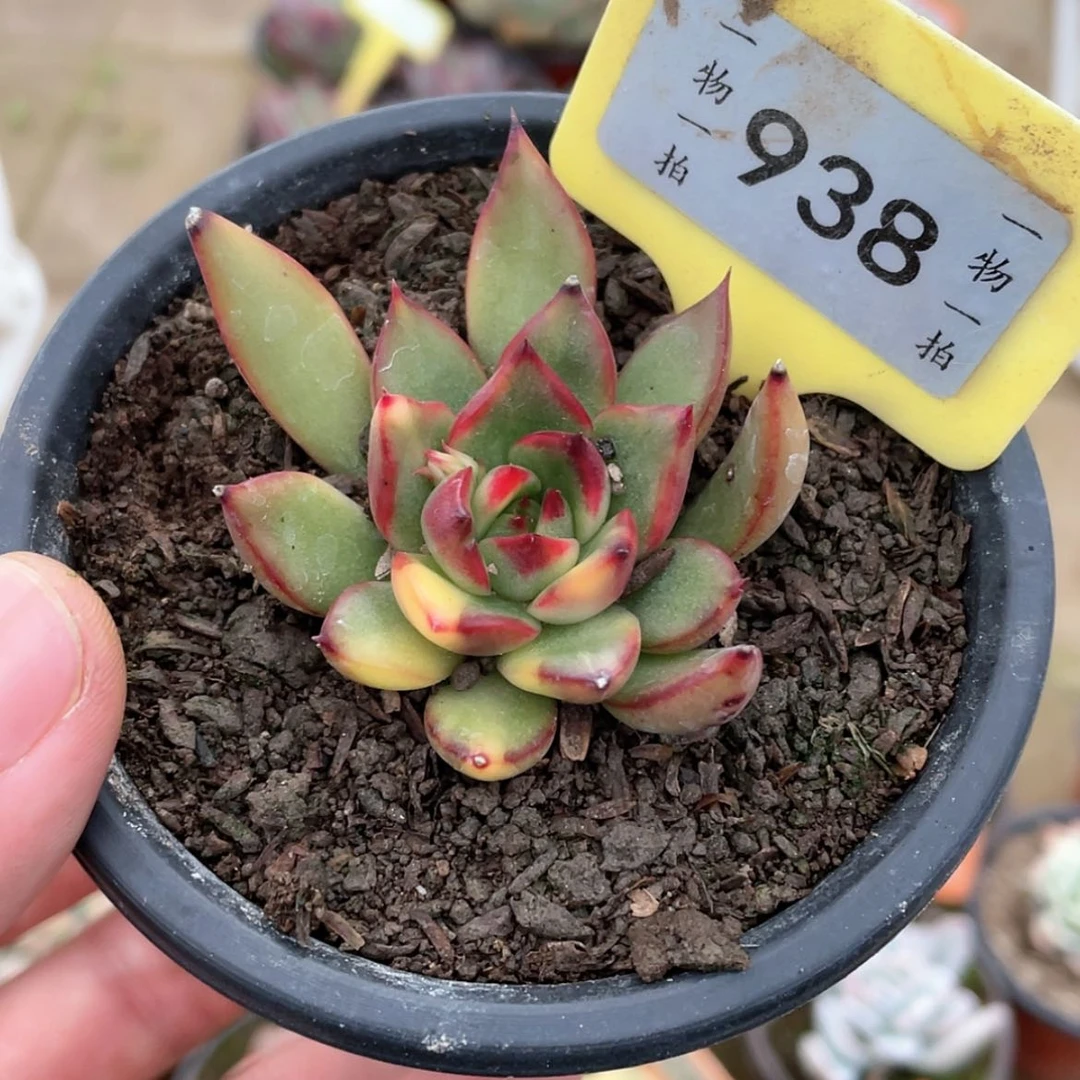 【闪购商品】938号