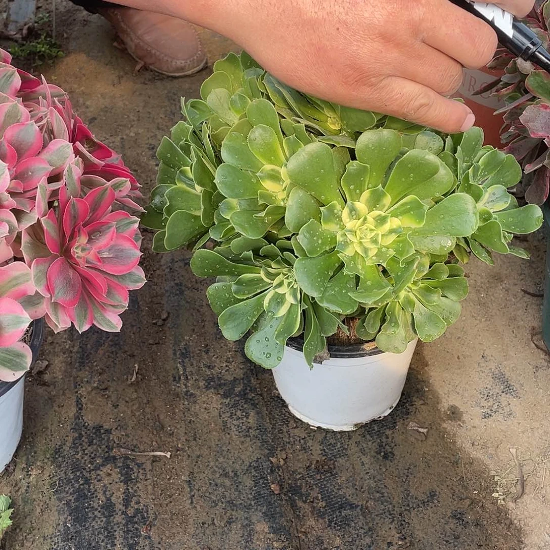 法师植物辛尼亚010