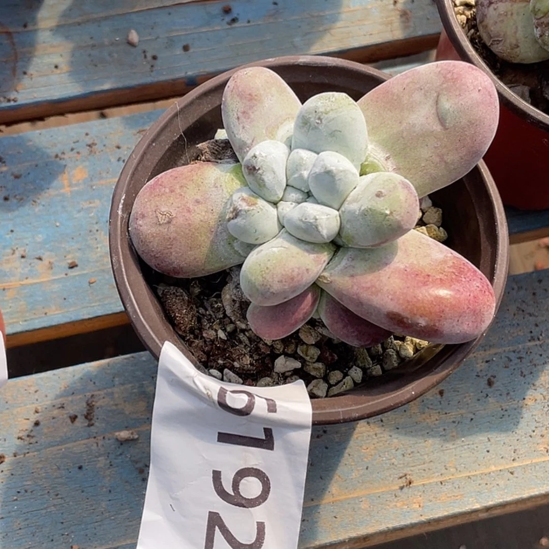 【闪购商品】红拇指