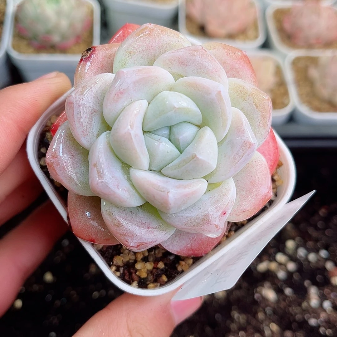 1-815 新疆西藏内蒙不发零度拍保温箱不拍不包损