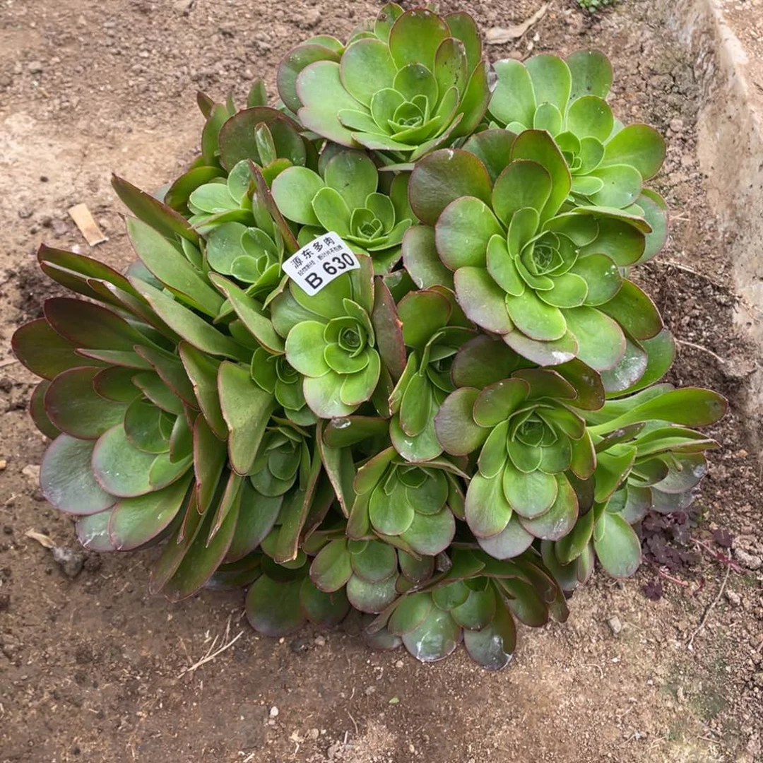 630魅金玫瑰多肉法师断枝不包