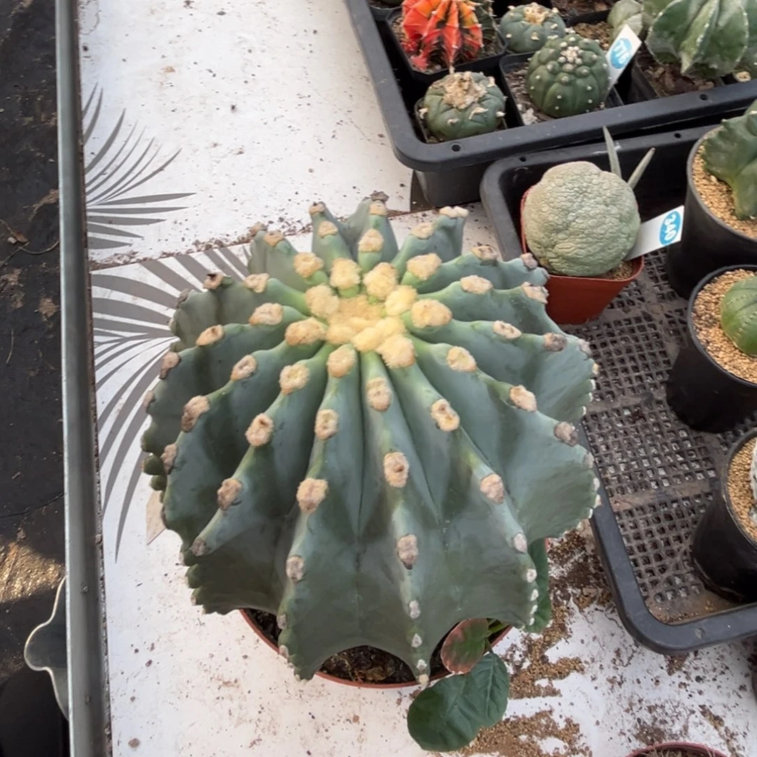 无刺王冠龙加实生金虎