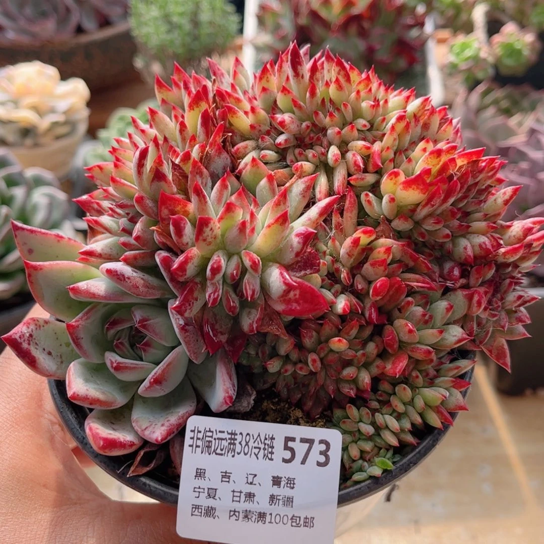 573拉糖缀德华多肉