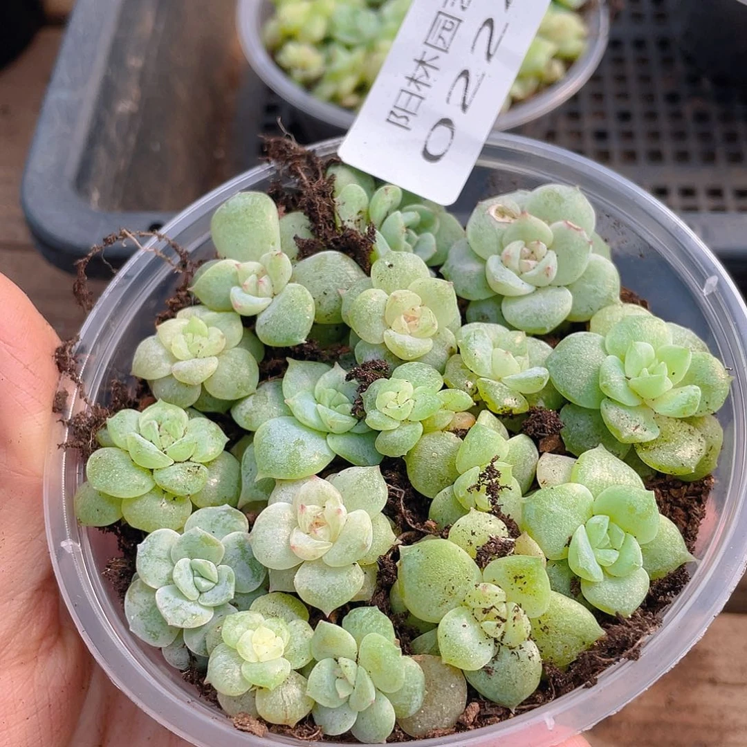 多肉植物多肉植物224