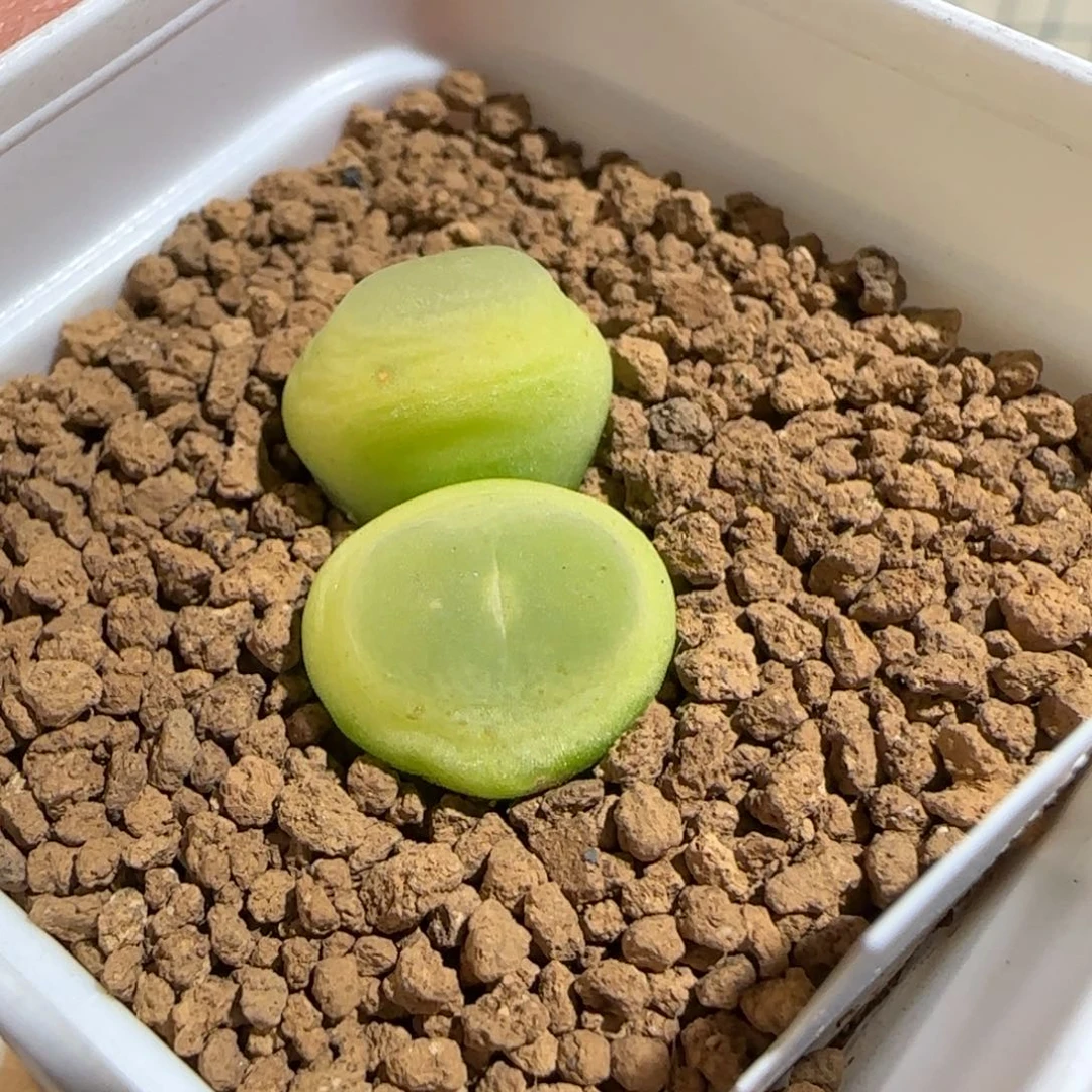 狐***恼肉锥多肉植物组合-1761