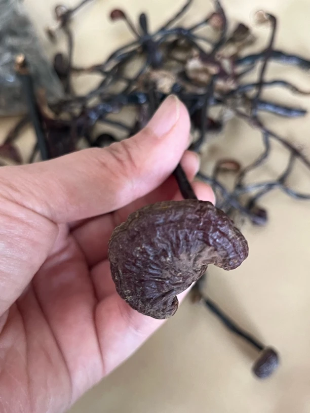 初级农产品 灵芝皇
