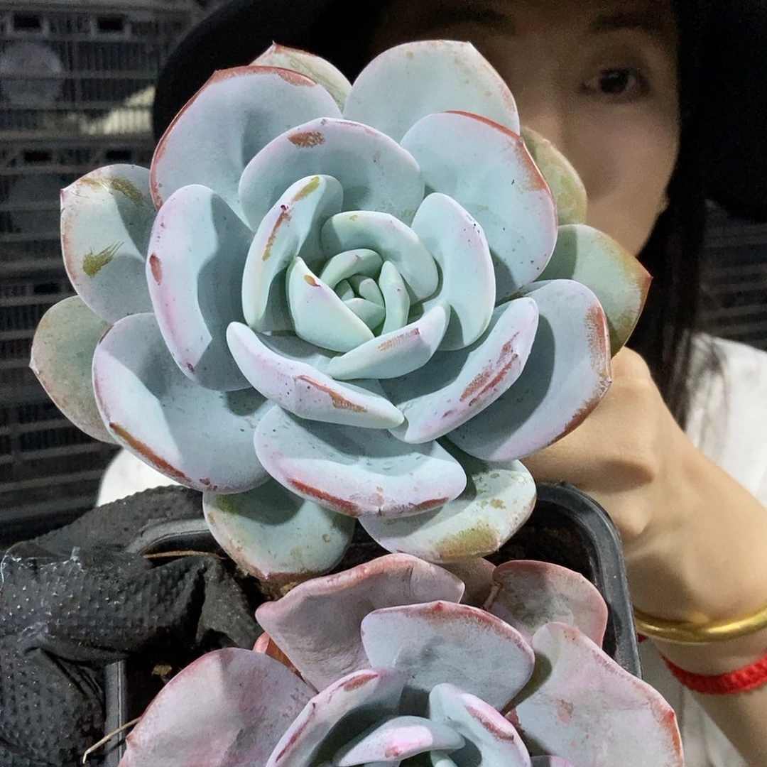 奶茶单头晚上场黑圆盆随机