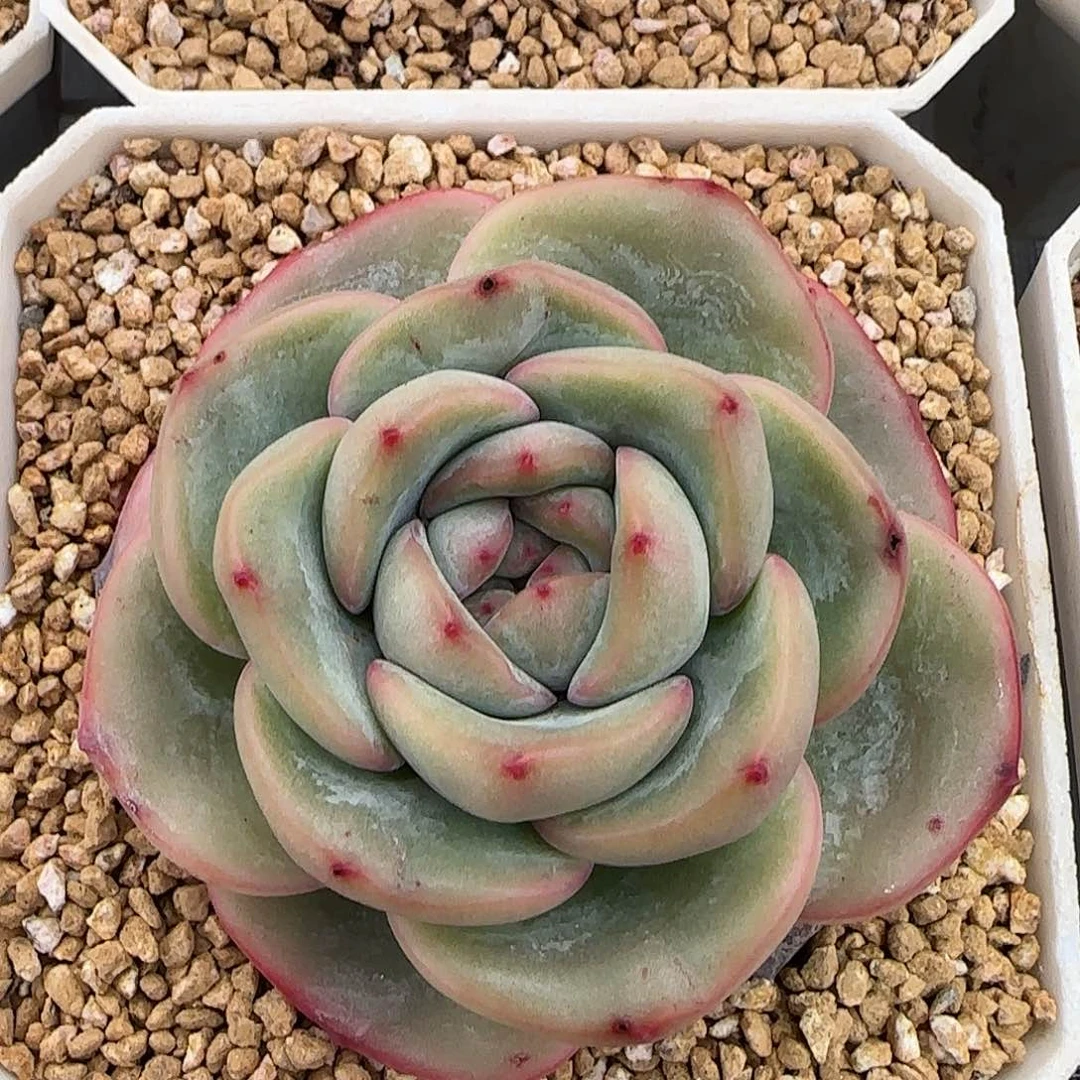 从前慢甄选多肉编号泡芙